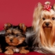 List of nicknames for Yorkshire terriers