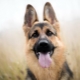 List of nicknames for the German shepherd girl