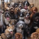 List of nicknames for dogs with the letter D