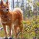 List of dog breeds similar to fox