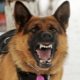 List of the most dangerous dog breeds
