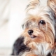 List of Japanese nicknames for dogs