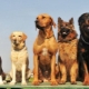 Comparison of dog breeds