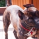 Brindle Staffordshire Terrier: what does it look like and how to keep it?