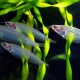 Glass catfish: description and secrets of content