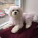 Grooming a lapdog: tips and original ideas