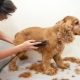 Cocker spaniel haircut: types and procedure
