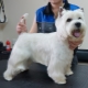 Grooming West Highland White Terrier: requirements and types