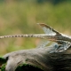 Sturisoma Panama: description, features of care and reproduction