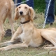 Tazy: description of the dog breed and the nuances of the content