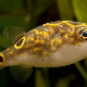 Dwarf tetradons: characteristics, tips for care and breeding