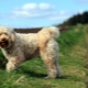 Tibetan Terrier: breed description and secrets of keeping dogs