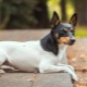 Toy fox terrier: description and care tips