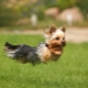 The subtleties of training a Yorkshire terrier