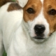 Jack Russell Terrier trimming and grooming