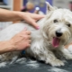 Dog trimming: what is it and how is the procedure performed?