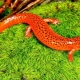 Aquarium newt: features, types and content
