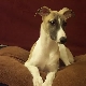 Whippets: characteristics, temperament and features of care