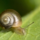 Coil snails in an aquarium: features, benefits and harms