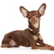 Toy Terrier ears: setting and care