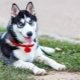 Conditions for keeping a husky and proper care