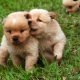 Variants of nicknames for boys of small breeds