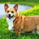 Corgi weight and dimensions