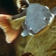 Types of aquarium catfish