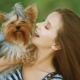 Terrier species