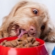 Premium Wet Food for Dogs