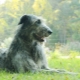 Wolfhounds: description of breeds, history, features of maintenance and upbringing