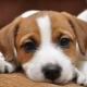 Raising and training the Jack Russell Terrier