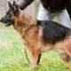 Raising and training a German shepherd