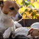 Human age of dogs