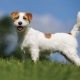 Everything you need to know about the Wirehaired Jack Russell Terrier