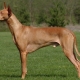 All about the pharaoh dog