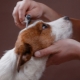 All about dog shedding