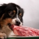 All About Natural Dog Food