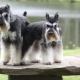 All about the size of the miniature schnauzer