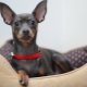 All about Russian smooth-haired toy terriers