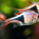 All about fish rasbor
