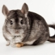 All about chinchillas