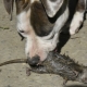 All About Pied Piper Dogs