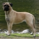 All About Molossian Dogs