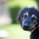 All about dogs: types, selection, content and interesting facts