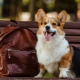 All about the Welsh Corgi Pembroke