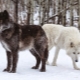 All about wolfdogs