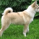All about the West Siberian Laika