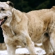 All About Afghan Shepherds