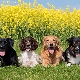 Choosing nicknames for dogs